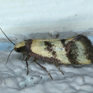 Olbonoma triptycha at Ainslie, ACT - 22 Nov 2023 09:35 PM