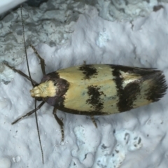 Olbonoma triptycha at Ainslie, ACT - 22 Nov 2023 09:35 PM