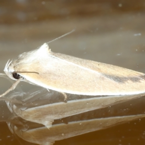 Ptyoptila matutinella at Ainslie, ACT - 22 Nov 2023 09:40 PM