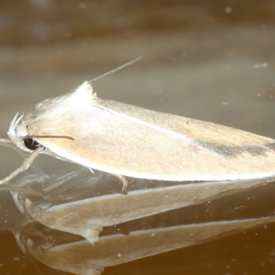 Ptyoptila matutinella (Wingia Group) at Ainslie, ACT - 22 Nov 2023 by jb2602