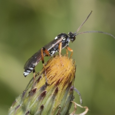 Ichneumonoidea (Superfamily) (A species of parasitic wasp) at Higgins, ACT - 29 Nov 2022 by AlisonMilton