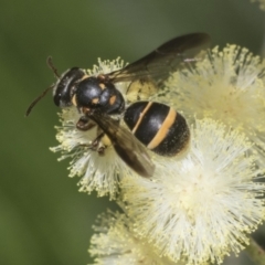 Lasioglossum (Australictus) peraustrale (Halictid bee) at Higgins, ACT - 29 Nov 2022 by AlisonMilton