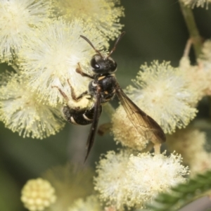 Lasioglossum (Australictus) peraustrale at Higgins, ACT - 29 Nov 2022 11:34 AM