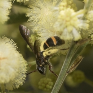 Lasioglossum (Australictus) peraustrale at Higgins, ACT - 29 Nov 2022 11:34 AM