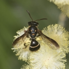 Lasioglossum (Australictus) peraustrale at Higgins, ACT - 29 Nov 2022