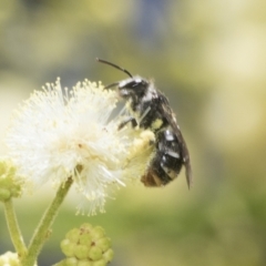 Lipotriches (Austronomia) ferricauda (Halictid bee) at Higgins, ACT - 29 Nov 2022 by AlisonMilton
