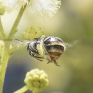 Lipotriches (Austronomia) ferricauda at Higgins, ACT - 29 Nov 2022