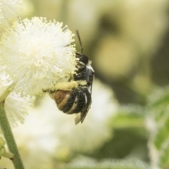 Lipotriches (Austronomia) ferricauda at Higgins, ACT - 29 Nov 2022