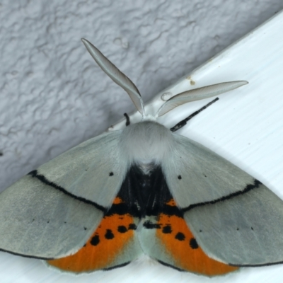 Gastrophora henricaria (Fallen-bark Looper, Beautiful Leaf Moth) at Ainslie, ACT - 22 Nov 2023 by jb2602