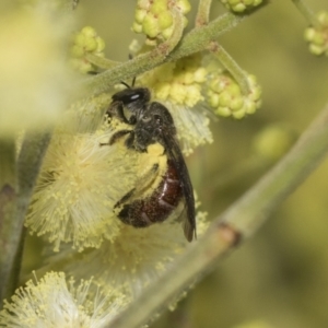 Lasioglossum (Homalictus) ctenander at Higgins, ACT - 29 Nov 2022 11:26 AM