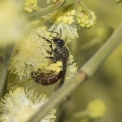 Lasioglossum (Homalictus) ctenander at Higgins, ACT - 29 Nov 2022 11:26 AM