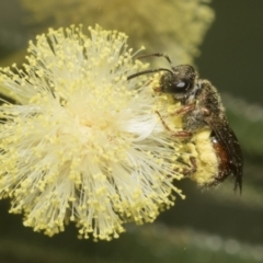 Lasioglossum (Homalictus) ctenander at Higgins, ACT - 29 Nov 2022