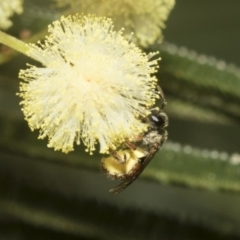 Lasioglossum (Homalictus) ctenander at Higgins, ACT - 29 Nov 2022 11:26 AM