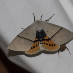 Gastrophora henricaria (Fallen-bark Looper, Beautiful Leaf Moth) at Higgins, ACT - 24 Dec 2022 by AlisonMilton