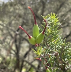 Grevillea juniperina subsp. fortis at Wambrook, NSW - 23 Nov 2023