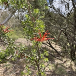 Grevillea juniperina subsp. fortis at Wambrook, NSW - 23 Nov 2023