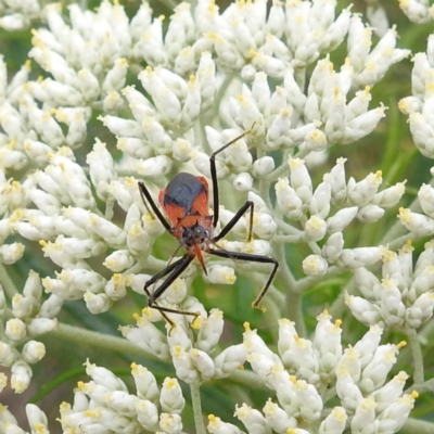 Gminatus australis (Orange assassin bug) at McQuoids Hill NR (MCQ) - 23 Nov 2023 by HelenCross