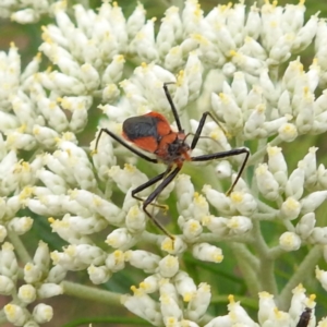 Gminatus australis at McQuoids Hill NR (MCQ) - 23 Nov 2023