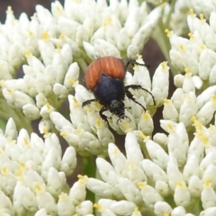 Phyllotocus sp. (genus) (Nectar scarab) at McQuoids Hill NR (MCQ) - 23 Nov 2023 by HelenCross