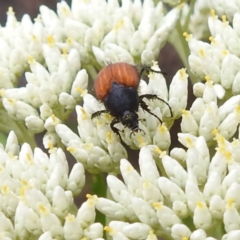 Phyllotocus kingii (Nectar scarab) at McQuoids Hill NR (MCQ) - 23 Nov 2023 by HelenCross