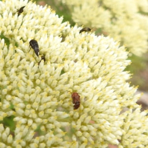 Phyllotocus kingii at McQuoids Hill NR (MCQ) - 23 Nov 2023 11:12 AM