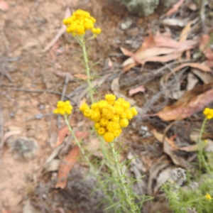 Chrysocephalum semipapposum at McQuoids Hill NR (MCQ) - 23 Nov 2023 11:13 AM