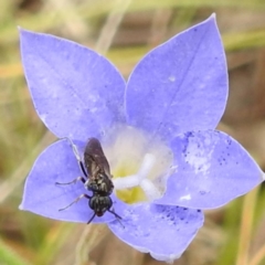 Eurys sp. (genus) (Eurys sawfly) at McQuoids Hill NR (MCQ) - 23 Nov 2023 by HelenCross