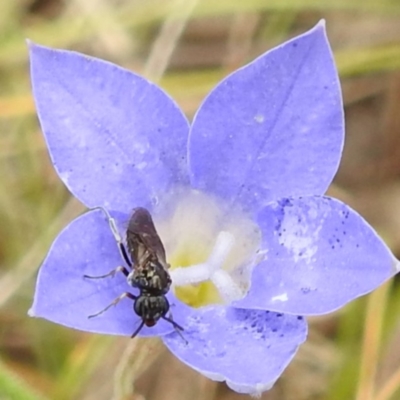 Eurys sp. (genus) (Eurys sawfly) at McQuoids Hill NR (MCQ) - 23 Nov 2023 by HelenCross