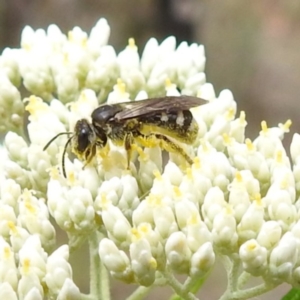 Lasioglossum (Chilalictus) sp. (genus & subgenus) at McQuoids Hill NR (MCQ) - 23 Nov 2023 11:20 AM