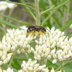 Lasioglossum (Chilalictus) sp. (genus & subgenus) at McQuoids Hill NR (MCQ) - 23 Nov 2023 11:20 AM