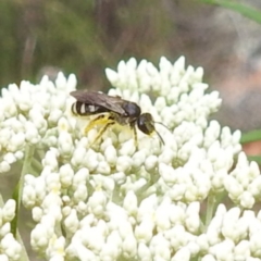 Lasioglossum (Chilalictus) sp. (genus & subgenus) at McQuoids Hill NR (MCQ) - 23 Nov 2023 11:20 AM