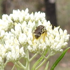 Lasioglossum (Chilalictus) sp. (genus & subgenus) at McQuoids Hill NR (MCQ) - 23 Nov 2023 11:20 AM