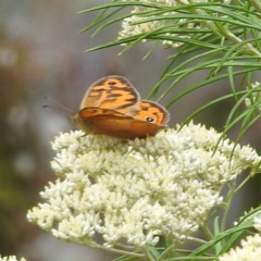 Heteronympha merope (Common Brown Butterfly) at McQuoids Hill NR (MCQ) - 23 Nov 2023 by HelenCross