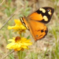 Heteronympha merope at McQuoids Hill NR (MCQ) - 23 Nov 2023 11:21 AM