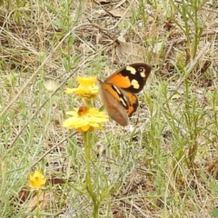 Heteronympha merope at McQuoids Hill NR (MCQ) - 23 Nov 2023 11:21 AM