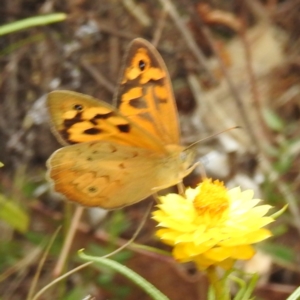 Heteronympha merope at McQuoids Hill NR (MCQ) - 23 Nov 2023 11:21 AM