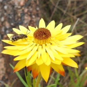 Lasioglossum (Chilalictus) sp. (genus & subgenus) at McQuoids Hill NR (MCQ) - 23 Nov 2023