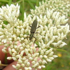 Eleale aspera (Clerid beetle) at McQuoids Hill NR (MCQ) - 23 Nov 2023 by HelenCross