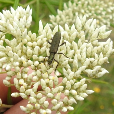Eleale aspera (Clerid beetle) at McQuoids Hill NR (MCQ) - 23 Nov 2023 by HelenCross