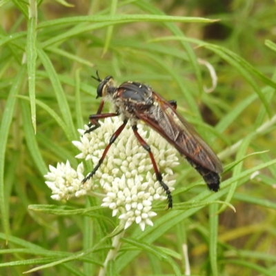 Chrysopogon muelleri (Robber fly) at McQuoids Hill NR (MCQ) - 23 Nov 2023 by HelenCross