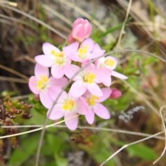 Centaurium sp. (Centaury) at McQuoids Hill NR (MCQ) - 23 Nov 2023 by HelenCross