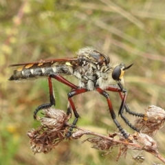 Chrysopogon muelleri (Robber fly) at McQuoids Hill - 22 Nov 2023 by HelenCross