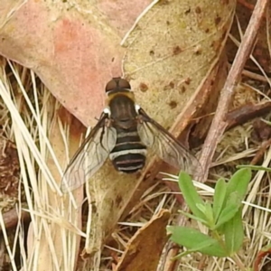 Villa sp. (genus) at McQuoids Hill - 23 Nov 2023