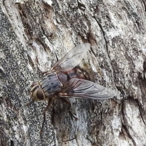 Rutilia (Rutilia) sp. (genus & subgenus) at McQuoids Hill - 23 Nov 2023