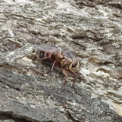 Rutilia (Rutilia) sp. (genus & subgenus) at McQuoids Hill - 23 Nov 2023