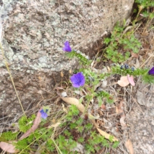 Echium plantagineum at McQuoids Hill NR (MCQ) - 23 Nov 2023 11:22 AM