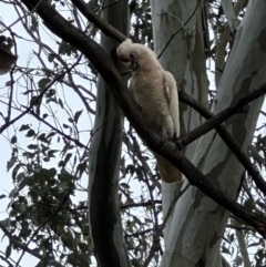 Cacatua sanguinea (Little Corella) at Kangaroo Valley, NSW - 25 Nov 2023 by lbradley