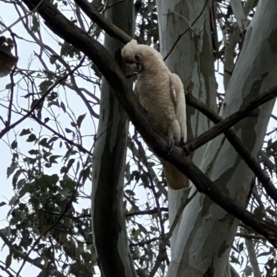 Cacatua sanguinea (Little Corella) at Kangaroo Valley, NSW - 25 Nov 2023 by lbradley