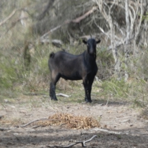 Capra hircus at QPRC LGA - 22 Nov 2023