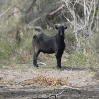 Capra hircus (Goat) at QPRC LGA - 22 Nov 2023 by Paul4K